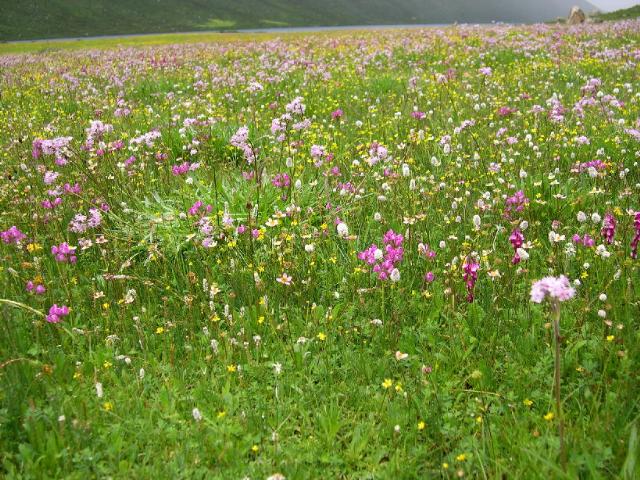 06.雨中花儿也很娇艳