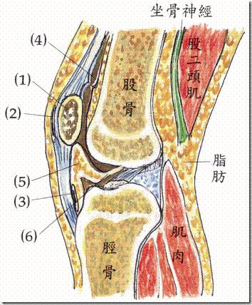 膝盖解剖图